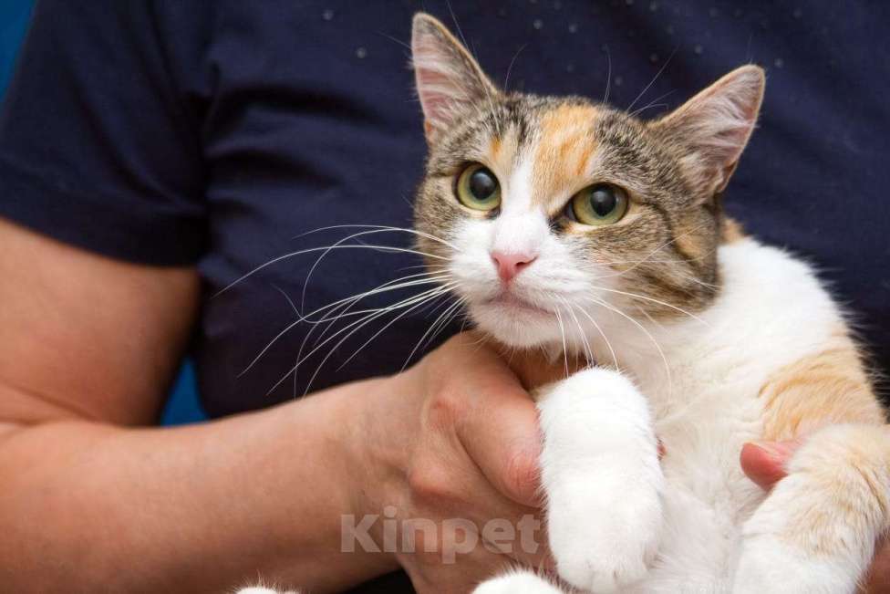 Кошки в Москве: Ищет дом кошечка Пикси Девочка, Бесплатно - фото 2