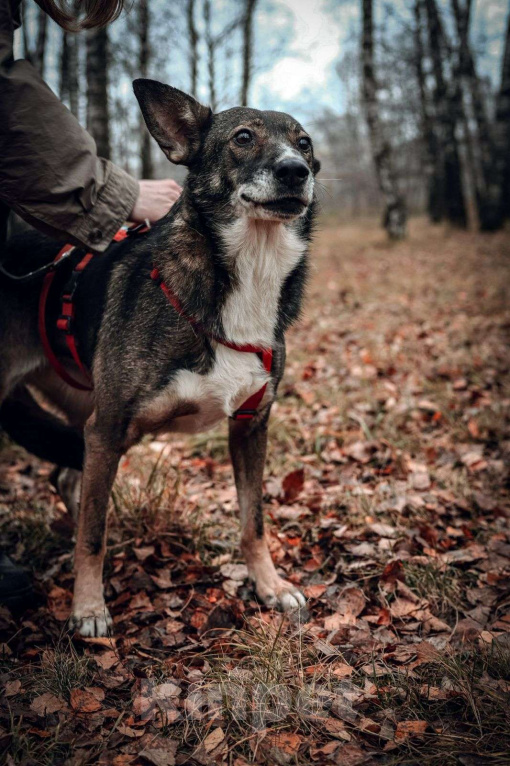 Собаки в Москве: Бетти Девочка, Бесплатно - фото 1