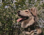 Собаки в Калачинске: Отдам в добрые руки Девочка, Бесплатно - фото 3