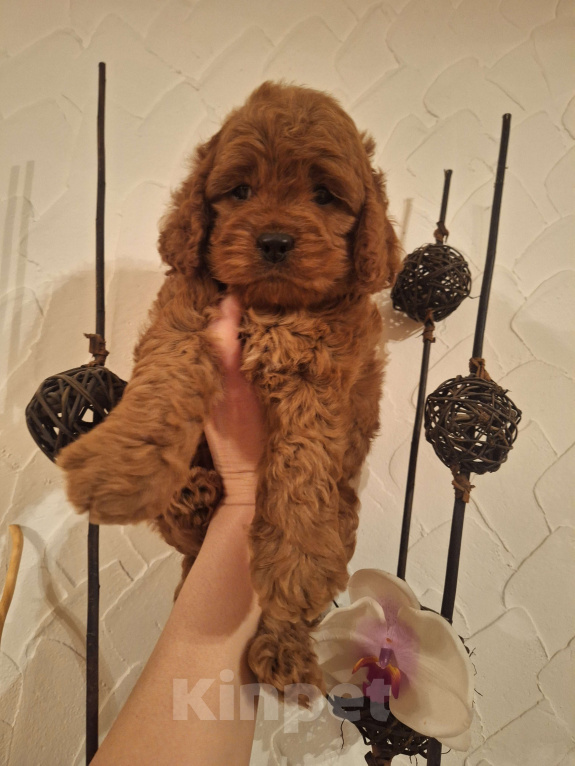 Собаки в Москве: Кокапу щенок мальчик Мальчик, 45 000 руб. - фото 5