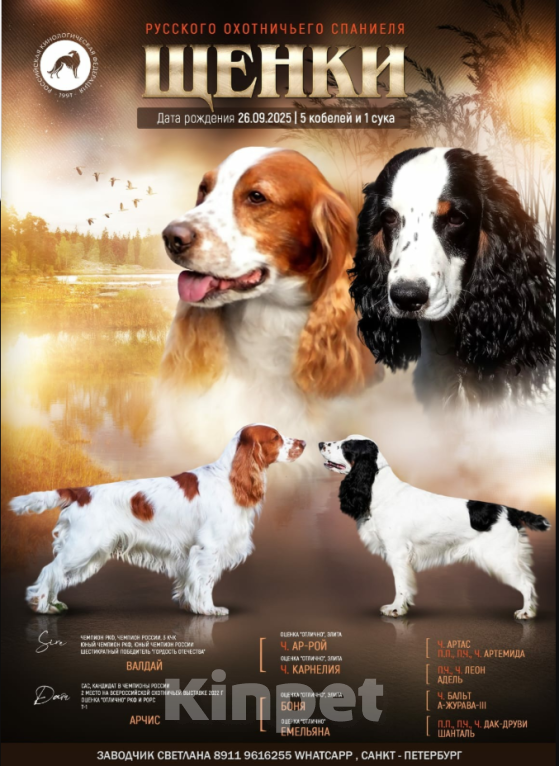 Собаки в Санкт-Петербурге: продается щенок русского охотничьего спаниеля Мальчик, 50 000 руб. - фото 3