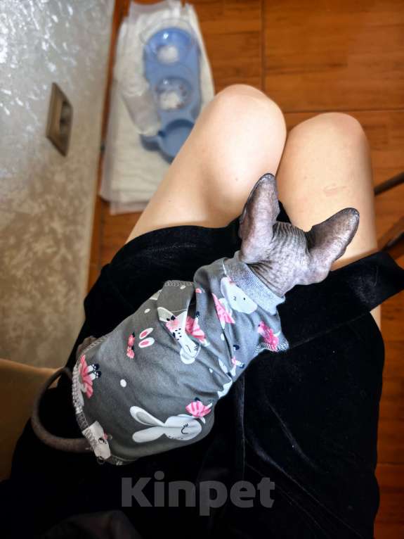 Кошки в Москве: Продаётся котенок канадский сфинкс мальчишка 2  месяца Мальчик, 30 000 руб. - фото 2