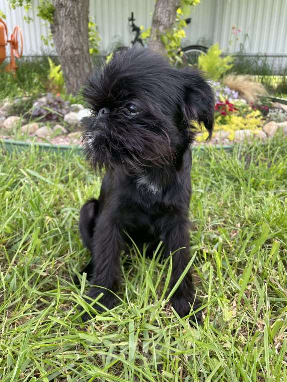 Собаки в Краснодаре: Щенок бельгийского гриффона Девочка, 40 000 руб. - фото 6