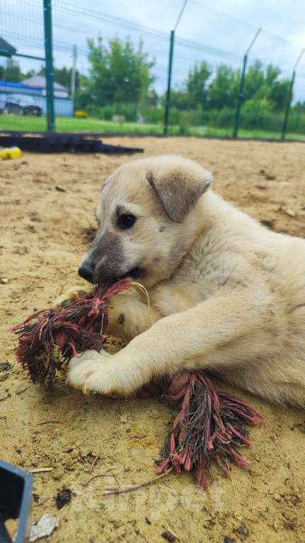 Собаки в других городах Московской области: Мишель Девочка, Бесплатно - фото 4
