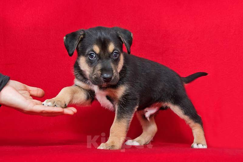 Собаки в Москве: Щенки от лабрадора и БШО в добрые руки Мальчик, 1 руб. - фото 4