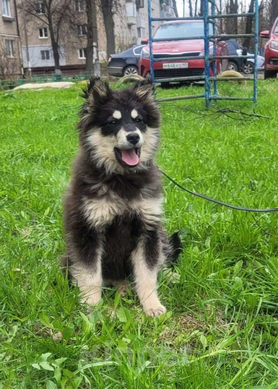 Собаки в Москве: Щенок 6 месяцев Бентли в добрые руки Мальчик, Бесплатно - фото 1