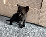 Кошки в Батайске: Котята в добрые руки Мальчик, Бесплатно - фото 8