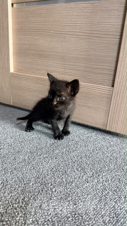 Кошки в Батайске: Котята в добрые руки Мальчик, Бесплатно - фото 8