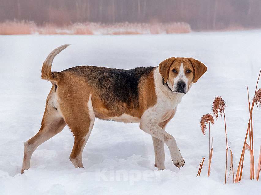 Собаки в Москве: Зара, обворожительная, статная гончая ищет дом Девочка, Бесплатно - фото 4