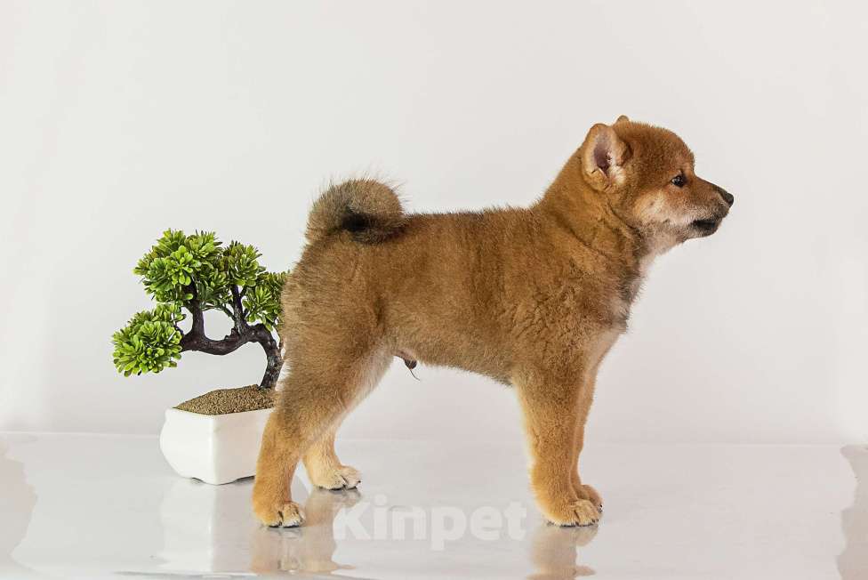 Собаки в Барнауле: Малыш Сиба Ину Мальчик, 100 000 руб. - фото 4