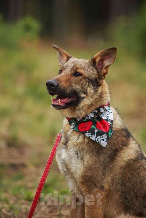 Собаки в Мытищах: Валентин - воплощение любви и преданности Мальчик, 10 руб. - фото 7