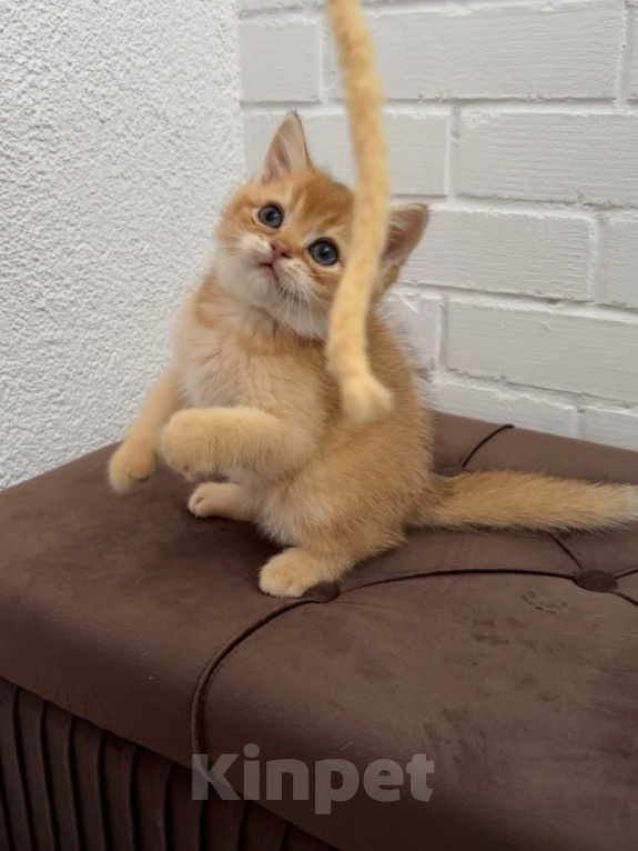 Кошки в Новосибирске: Шотландский прямоухий котик Мальчик, 40 000 руб. - фото 7
