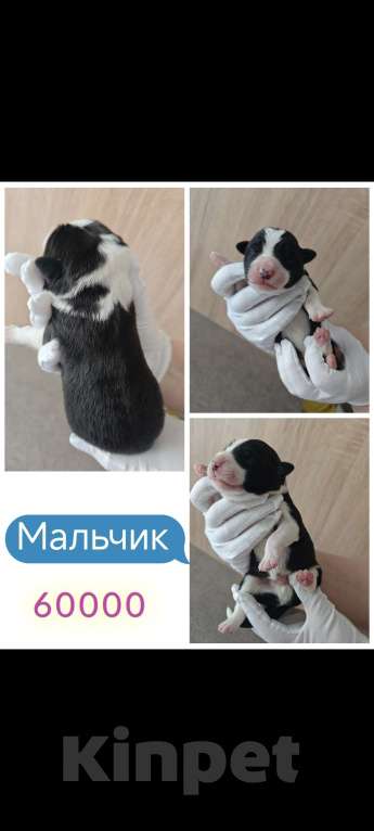 Собаки в Красногорске: Щенки Бордер Колли.РКФ Разнополые, 50 000 руб. - фото 5