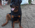 Собаки в Омске: Ротвейлер вязка, Бесплатно - фото 7
