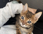 Кошки в других городах Московской области: Бенгальские котята Девочка, 40 000 руб. - фото 4