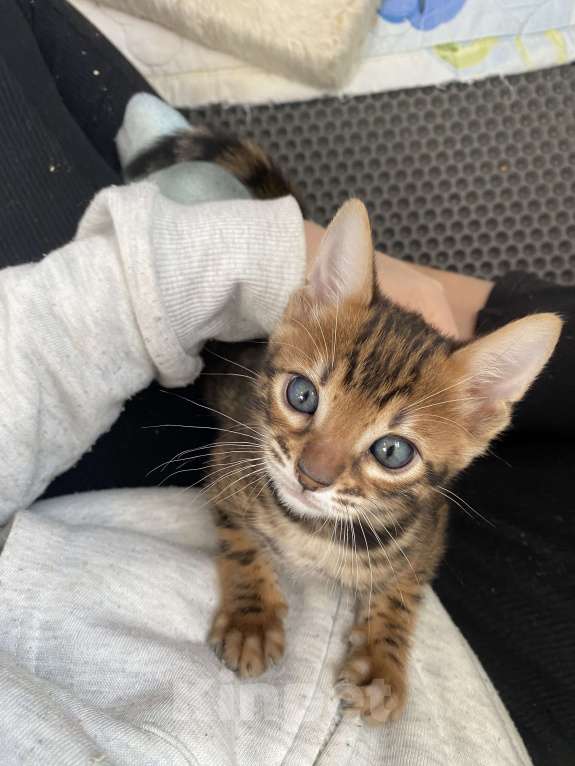 Кошки в других городах Московской области: Бенгальские котята Девочка, 40 000 руб. - фото 4