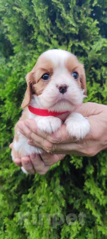 Собаки в Санкт-Петербурге: Красивый мальчик кавалер Кинг Чарльз спаниель,д.р.11.08.24. будет готов к переезду в 20 числах ок. Мальчик, Бесплатно - фото 5