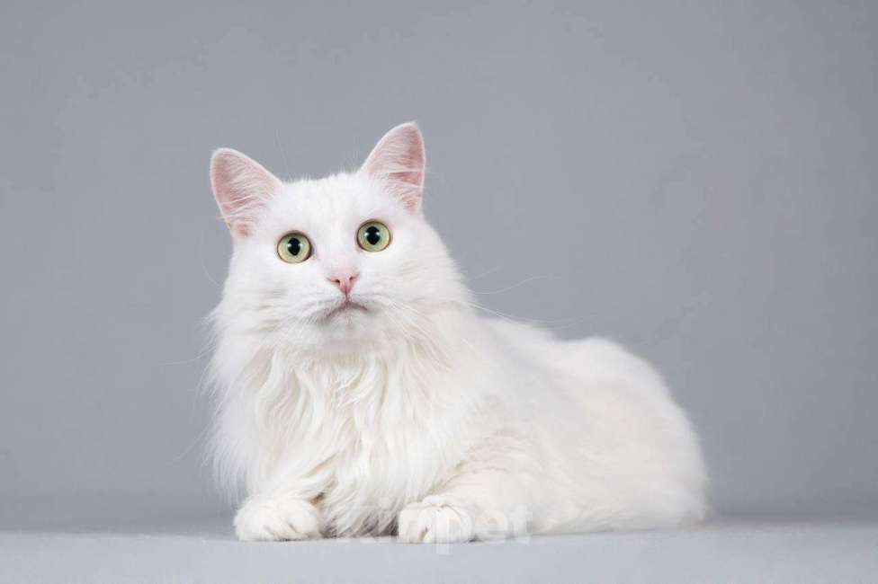 Кошки в Москве: Котик Тимоша ищет доброе сердце. Мальчик, Бесплатно - фото 7