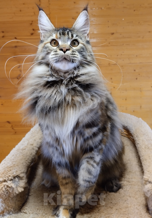Кошки в Казани: Котенок мейн-кун Девочка, Бесплатно - фото 4