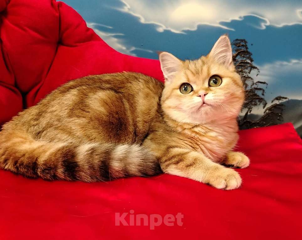 Кошки в Клине: Мраморная кошечка в добрые руки Девочка, Бесплатно - фото 1