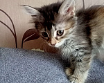 Кошки в Тольятти: Потеряшки  Девочка, 1 руб. - фото 5