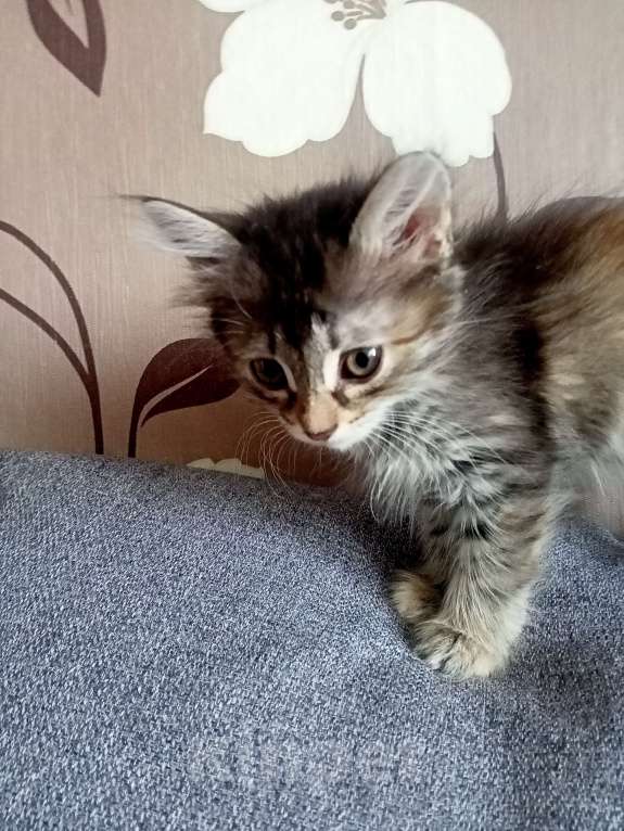 Кошки в Тольятти: Потеряшки  Девочка, 1 руб. - фото 5