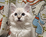 Кошки в Санкт-Петербурге: Невский маскарадный котёнок, кошка Девочка, 45 000 руб. - фото 1