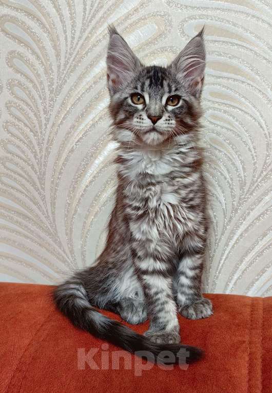 Кошки в Москве: Котята Мейн-Кун Девочка, 50 000 руб. - фото 2