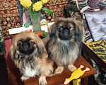 Собаки в Алексеевке:  Продаю щенков пекинесов Мальчик, 6 000 руб. - фото 7