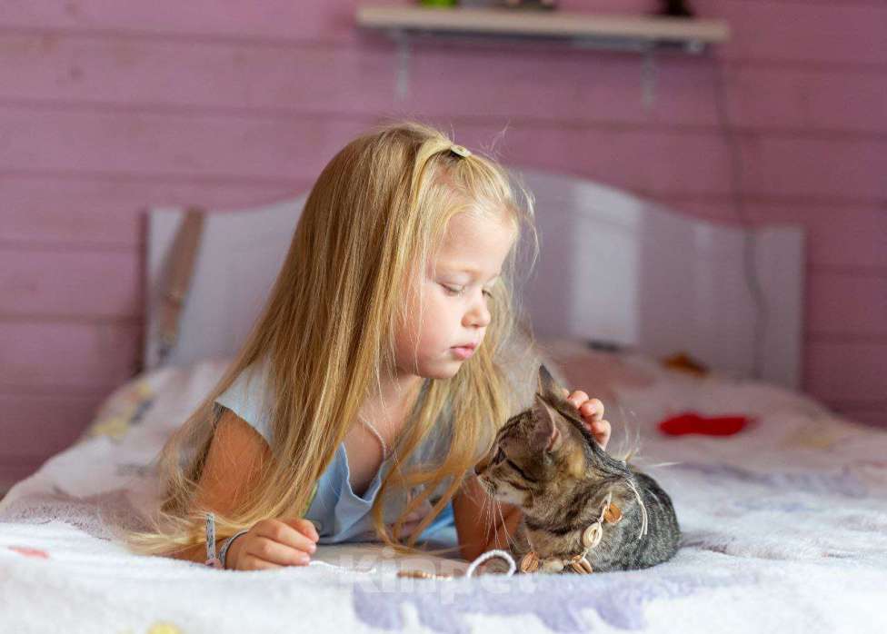 Кошки в Раменском: Котёнок  очень милый Кола Девочка, Бесплатно - фото 2