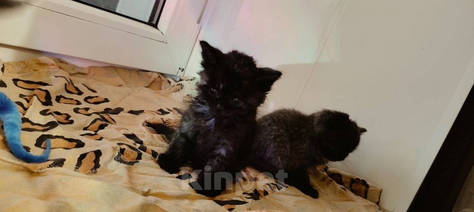 Кошки в Липецке: Отдаю котят в добрые руки Разнополые, Бесплатно - фото 5