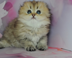 Кошки в Бахчисарае: Шотландский длинношерстный котенок Девочка, 35 000 руб. - фото 4
