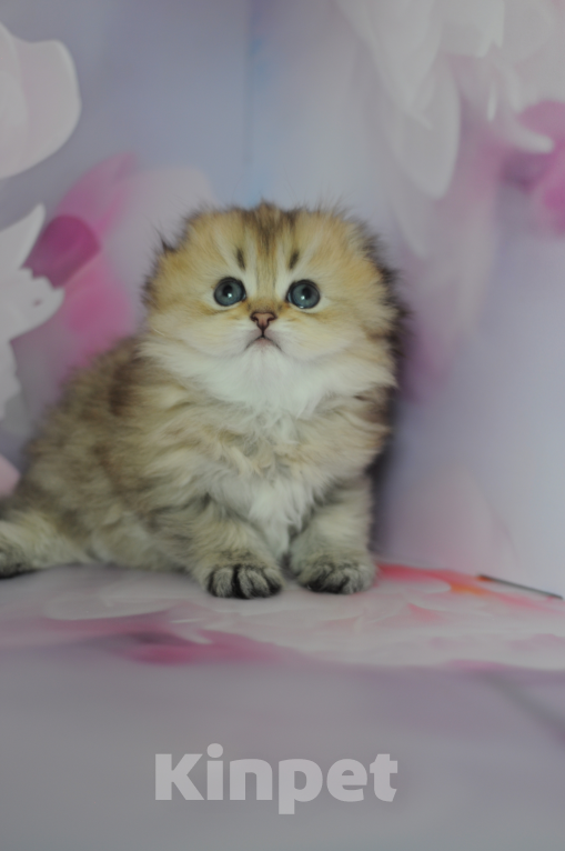 Кошки в Бахчисарае: Шотландский длинношерстный котенок Девочка, 35 000 руб. - фото 4