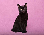 Кошки в Москве: Ласковый и игривый черный котенок-подросток Степа в добрые руки Мальчик, 10 руб. - фото 1
