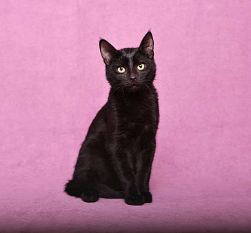 Объявление: Ласковый и игривый черный котенок-подросток Степа в добрые руки, 10 руб., Москва