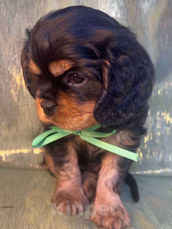 Собаки в Иваново: Изумительный щенок Мальчик, Бесплатно - фото 2