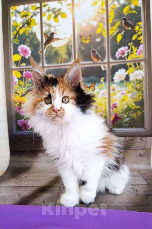 Кошки в Москве: Хонда Девочка, 75 000 руб. - фото 1