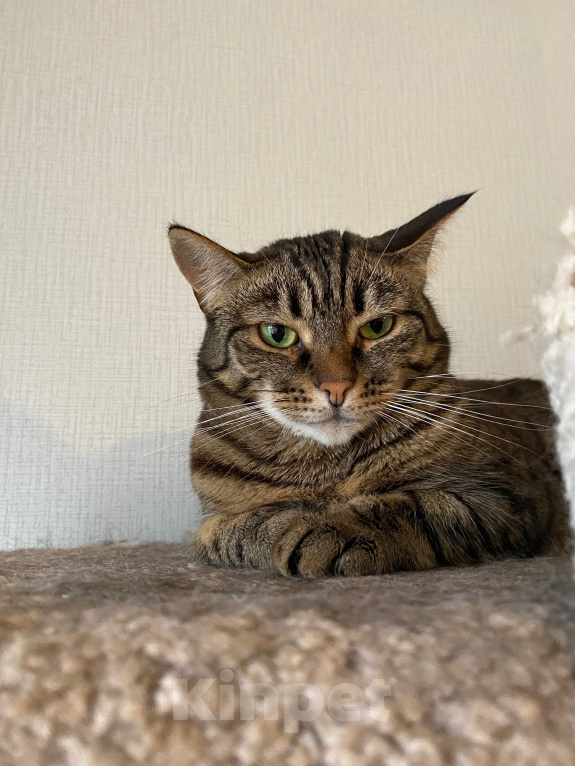 Кошки в Санкт-Петербурге: Кошка Рыся ищет дом Девочка, Бесплатно - фото 4