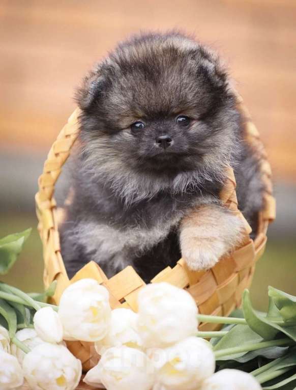 Собаки в Москве: Щенки немецкого миниатюрного  шпица Мальчик, 30 000 руб. - фото 1