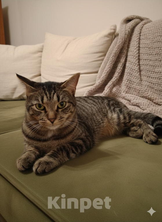 Кошки в Санкт-Петербурге: Кот в добрые руки Мальчик, Бесплатно - фото 1