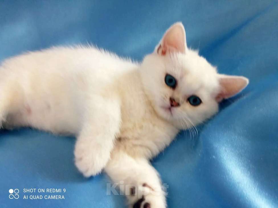 Кошки в Уфе: британский короткошерстный котенок Мальчик, Бесплатно - фото 5