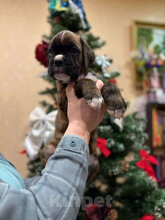 Собаки в Москве: Щенок боксера Зевс Мальчик, 55 000 руб. - фото 1