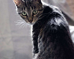 Кошки в Москве: Кошка Бося ищет дом Девочка, Бесплатно - фото 4
