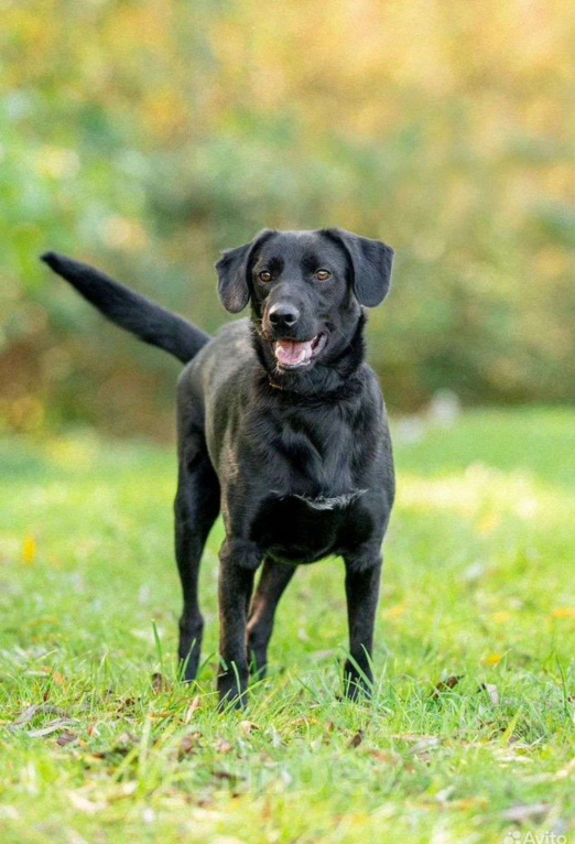 Собаки в Волоколамске: Собака в добрые руки Мальчик, Бесплатно - фото 4