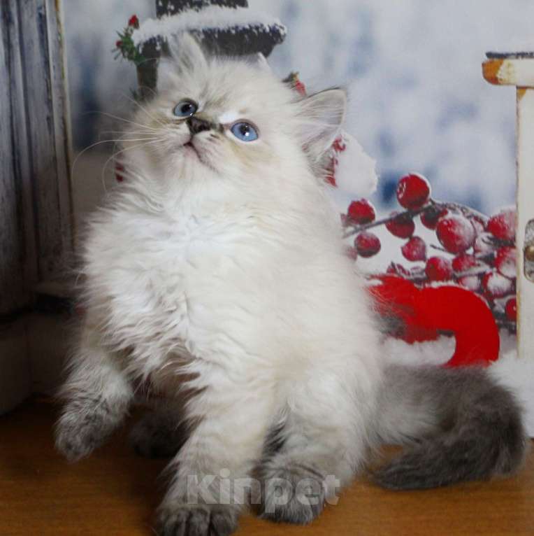 Кошки в Кирове: Роскошный котик Мальчик, 35 000 руб. - фото 4