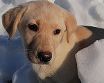 Собаки в Краснокамске: Лаброледи Злата Девочка, 25 000 руб. - фото 3