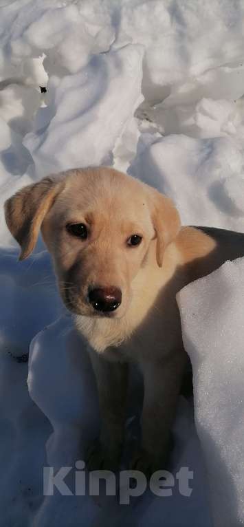 Собаки в Краснокамске: Лаброледи Злата Девочка, 25 000 руб. - фото 3