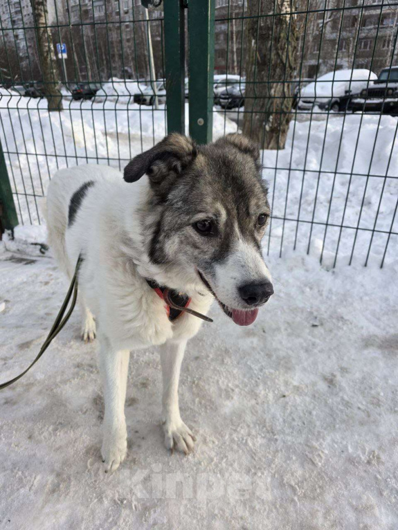Собаки в Москве: Добрая собака Варя ищет дом Девочка, Бесплатно - фото 2