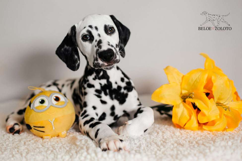 Собаки в Москве: Щенки ДАЛМАТИНА 2,5 месяца Мальчик, 80 000 руб. - фото 4
