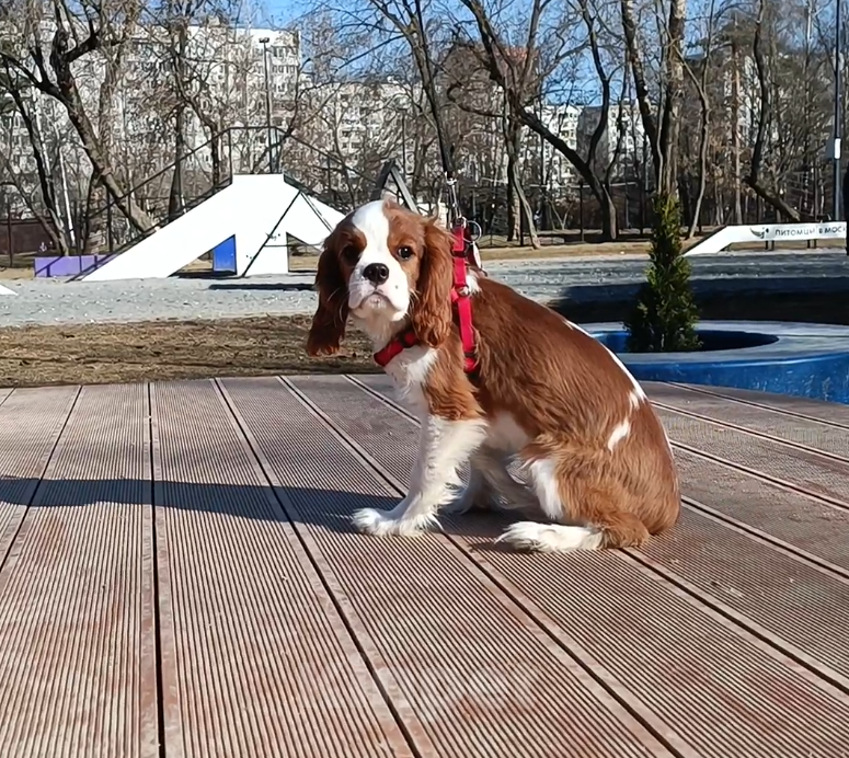 Собаки в Москве: Мальчик Кавалер Кинг Чарльз спаниель Мальчик, 80 000 руб. - фото 3